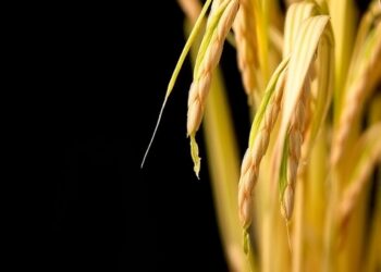 Streamlined Leaching and Hydrothermal Process Boosts Rice Husk Valorization