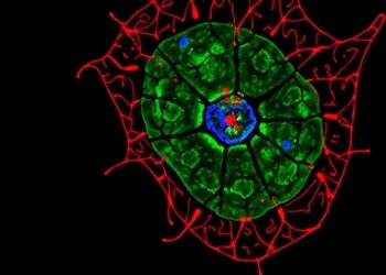 Targeting IL-11-driven tissue stiffening may slow ovarian aging