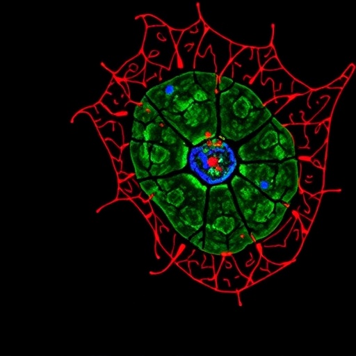 Targeting IL-11-driven tissue stiffening may slow ovarian aging