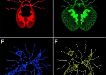 Thyroid cancer mutations drive distinct dedifferentiation paths and stromal interactions