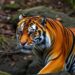 Tiger feces reveal heavy metal exposure in China’s Tumen River Basin