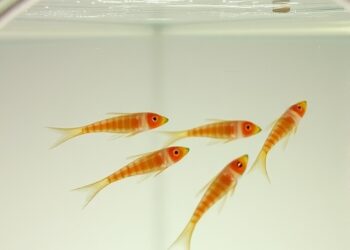 Transgenerational effects of solitary and grouped rearing persist in Daphnia magna