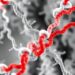 Unique amyloid-β filament structure found in APP Flemish mutation carriers