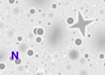 Vancomycin-resistant Enterococcus faecium carrying Tn1546-plasmid rep17 found in Algerian maternity wards