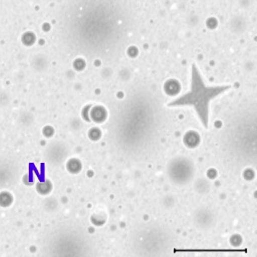 Vancomycin-resistant Enterococcus faecium carrying Tn1546-plasmid rep17 found in Algerian maternity wards