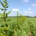 Vision foundation model enables accurate plant height estimation in fields