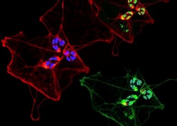 VMA21 loss disrupts autophagy and vesicle trafficking in X-linked myopathy