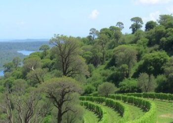 Woody plant diversity and carbon storage in Ethiopian forest and agroforestry systems