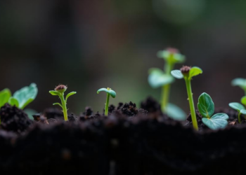 Soil Bacteria Team Up to Dismantle a Widely Used Insecticide