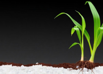 Salt-Tolerant Sugarcane Hybrid Reveals Root and Gene Secrets of Stress Survival