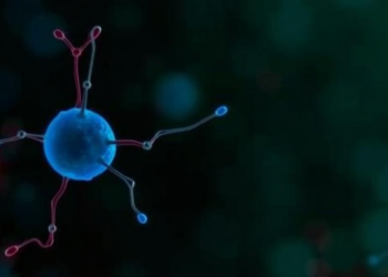Stem Cell Models to Reveal Why Parkinson’s Disease Hits Women Differently