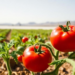 Desert Salt Flat Bacteria Help Tomatoes Survive Drought, Study Finds