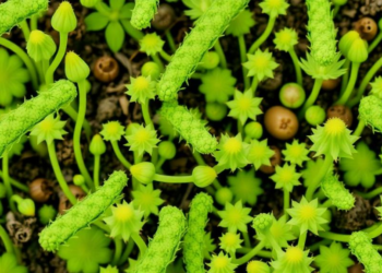 Microbes and Plants Offer a Greener Way to Lock Away Plutonium
