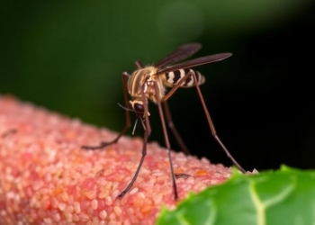Three Chikungunya Lineages, Three Mosquito Strategies: How Vector Adaptation Drives Global Spread