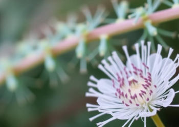 Plant Flavonoids Emerge as Multi-Target Weapon Against Drug-Resistant Tuberculosis
