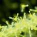 Engineered Bacteria Churn Out Record Yields of Sustainable Isobutylamine
