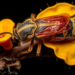 Fungal Effector Uses Acetylation Switch to Disarm Insect Immunity and Development