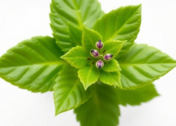 Scientists Discover the Built-In Brake That Keeps a Cancer-Drug Plant From Poisoning Itself