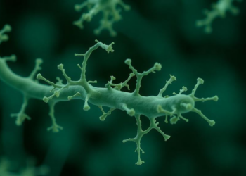 Gut Microbe Meets Omega-3: Two Bifidobacterium Strains Transform EPA Into Distinct Autism-Linked Metabolites