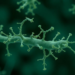 Gut Microbe Meets Omega-3: Two Bifidobacterium Strains Transform EPA Into Distinct Autism-Linked Metabolites