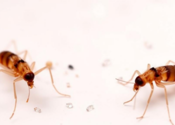 Leishmania Parasites Rewire Their Genes to Survive Antimony Drug Attacks