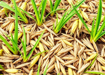 Hidden Microbe Ally Helps Rice Pest Overcome Crop Resistance