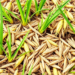 Hidden Microbe Ally Helps Rice Pest Overcome Crop Resistance