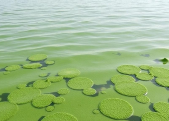 Freshwater Inflows Drive Algal Blooms in Lagos Coastal Waters, Study Finds