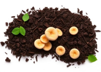 New Method Weighs Fungal Melanin in Soil, Revealing Its Role in Carbon Storage