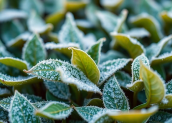 AI Reads Tea Leaves’ Light Signatures to Measure Frost Damage