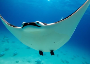 Manta rays inspire a smarter algorithm for cleaner, cheaper power grids