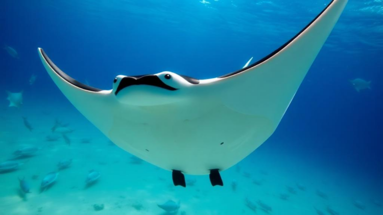 Manta rays inspire a smarter algorithm for cleaner, cheaper power grids