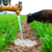 Injecting Manure Cuts Ammonia but Sends More Nitrate Into Groundwater