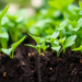Plants vs. Lead: Massive Review Reveals What Really Works to Clean Toxic Soils