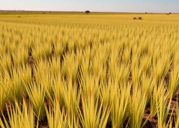 Global Grasslands Hit a Hidden Aridity Tipping Point That Rewires How Plants Drive Productivity