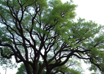 Bangladesh’s Smaller Cities Outperform the Capital in Urban Tree Canopy Benefits, Study Finds