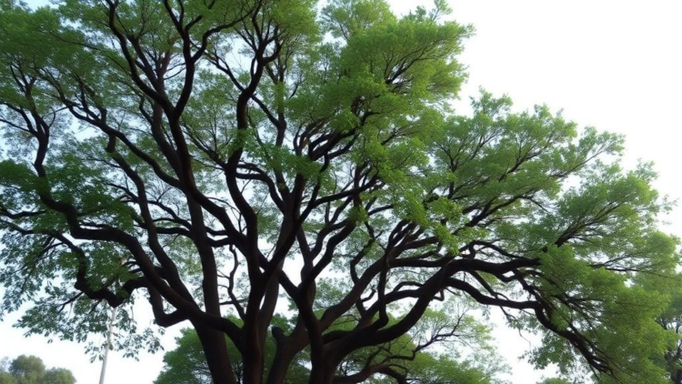 Bangladesh’s Smaller Cities Outperform the Capital in Urban Tree Canopy Benefits, Study Finds