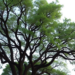 Bangladesh’s Smaller Cities Outperform the Capital in Urban Tree Canopy Benefits, Study Finds