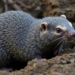 Moles Moved the Load: Clavicle Takes Over From Shoulder Blade in Burrowing Mammals