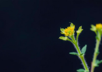 Cudweed Chemistry Decoded: Growth Stage and Farming Method Steer Antioxidant Power