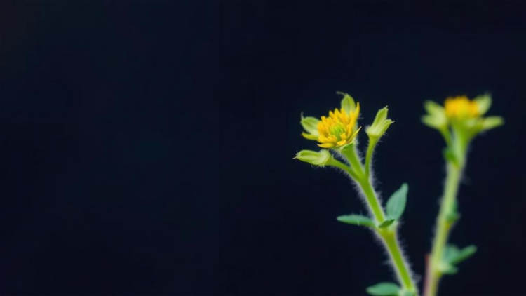 Cudweed Chemistry Decoded: Growth Stage and Farming Method Steer Antioxidant Power