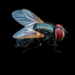Fruit fly brain study reveals how working memory is written and switched off