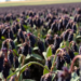 Moderate Phosphorus Plus Foliar Zinc Spray Boosts Blackgram Yield and Seed Nutrition on Zinc-Poor Soil