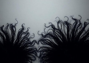Exotic Black Holes Grow Hair and Reveal a Surprising Entropy Ceiling