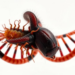Standard Genetic Tests Misread Hybridization Between Human and Livestock Schistosomes