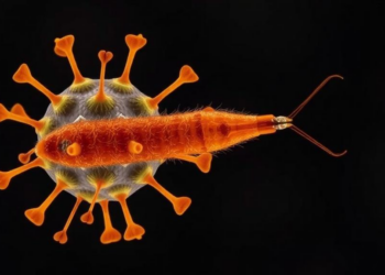 Parasitic Worm Infection Blunts T Cell Responses to SARS-CoV-2, Gabon Study Finds