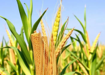 Simple Yield Charts Triple Kenyan Farmers’ Demand for Top Maize Hybrids