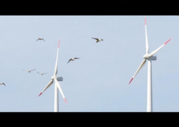 Fifteen Years of Data Reveal Which Birds Die at Wind Turbines in Southern Mexico