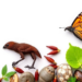 Journal Opens Special Issue on Evolutionary Mechanisms Shaping Biodiversity
