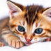 Kitten Scratch Triggers Rare Deadly Immune Syndrome in Kidney Transplant Patient